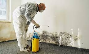 Why You Should Choose Our Mold Remediation Services in Trappe, PA